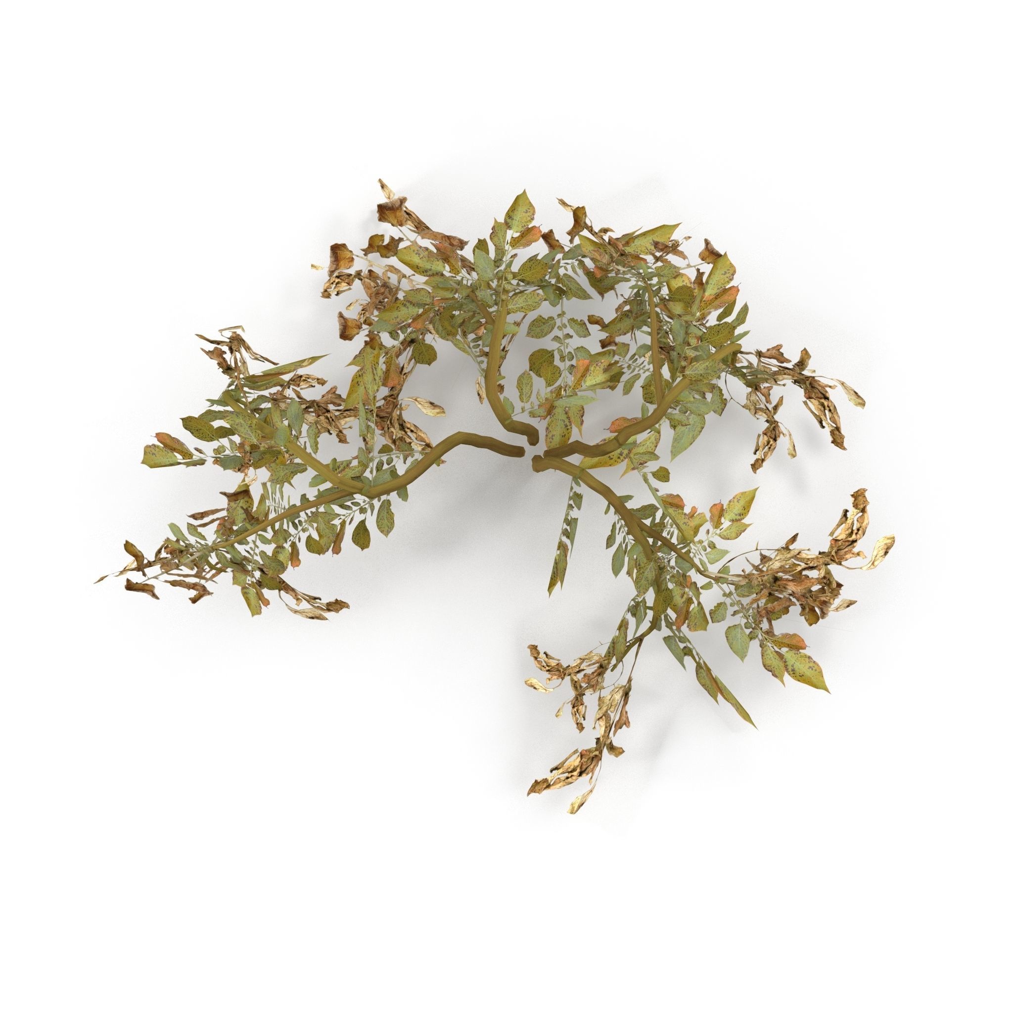 Withered potato tuber 2 3D model_1