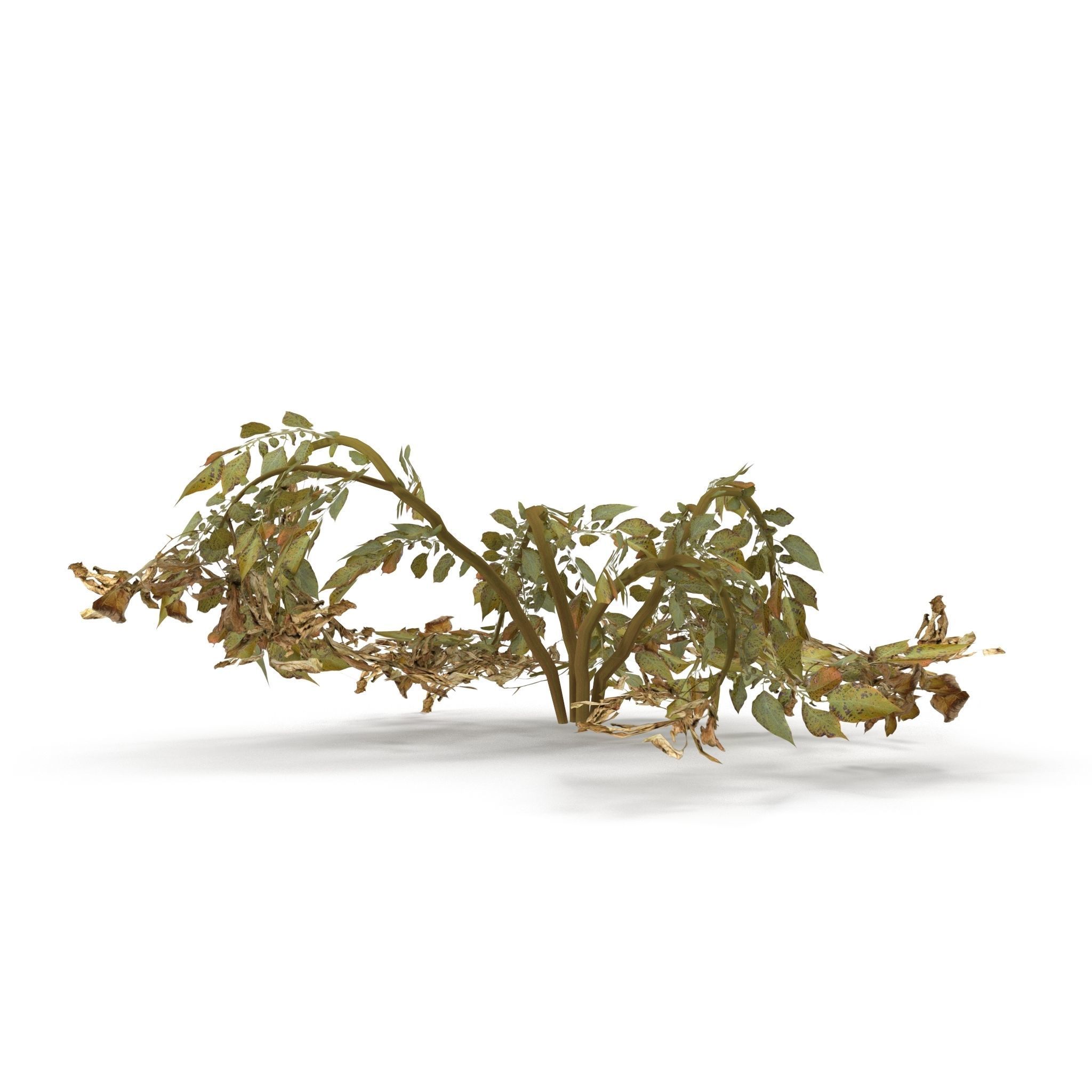 Withered potato tuber 2 3D model_3