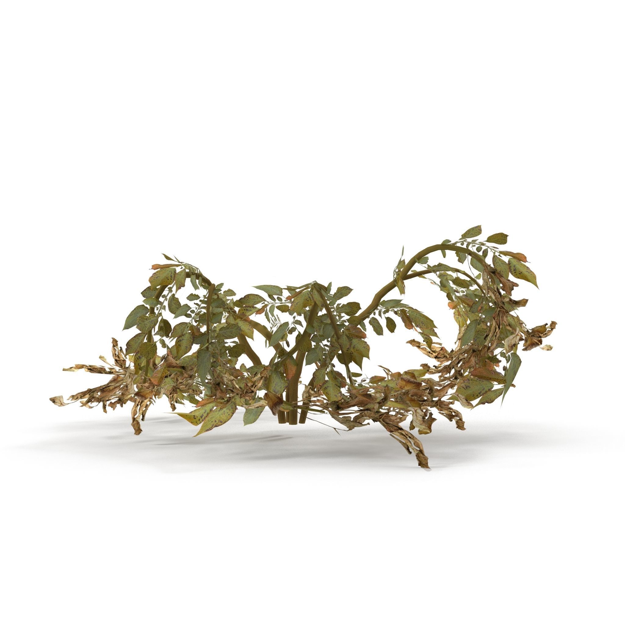 Withered potato tuber 2 3D model_5