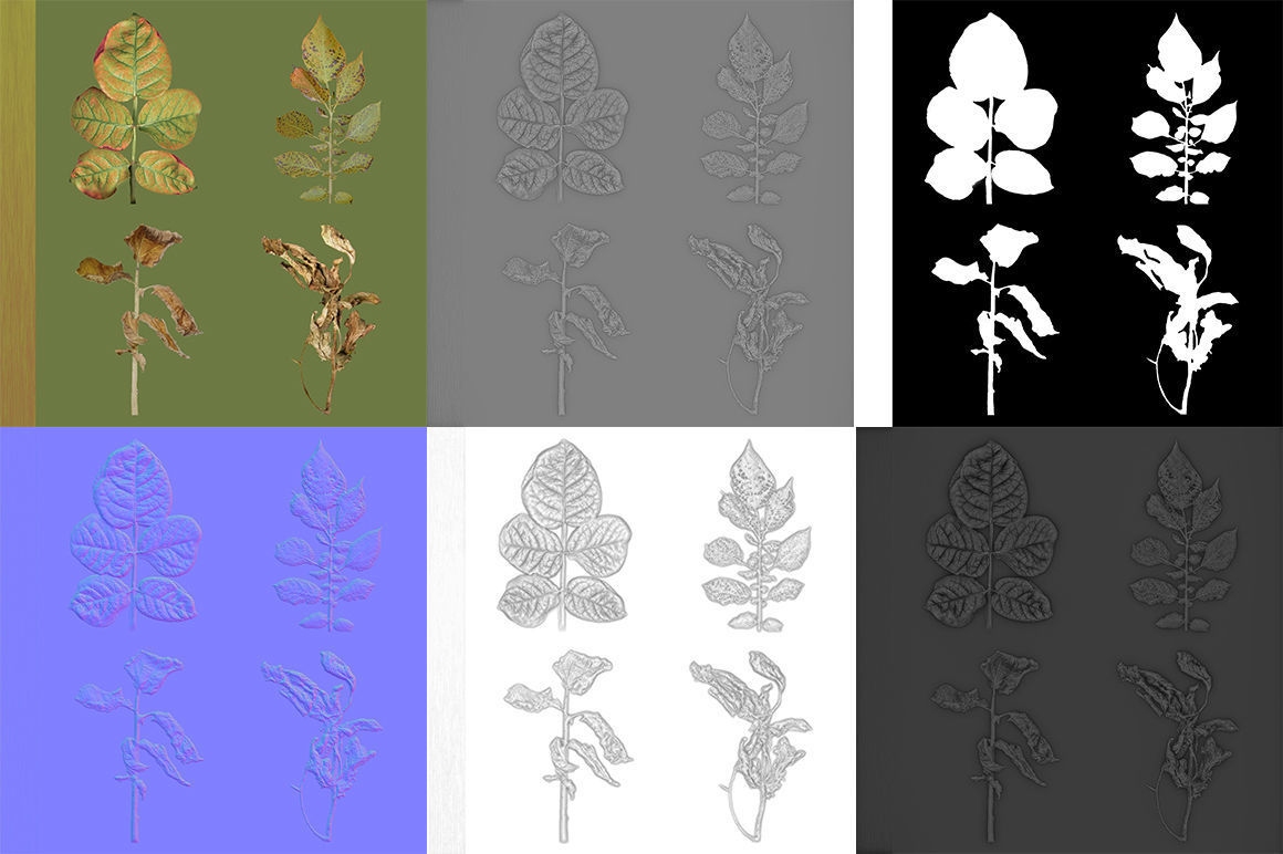 Withered potato tuber 2 3D model_7