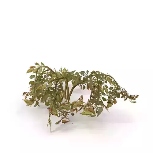 Withered potato tuber 2