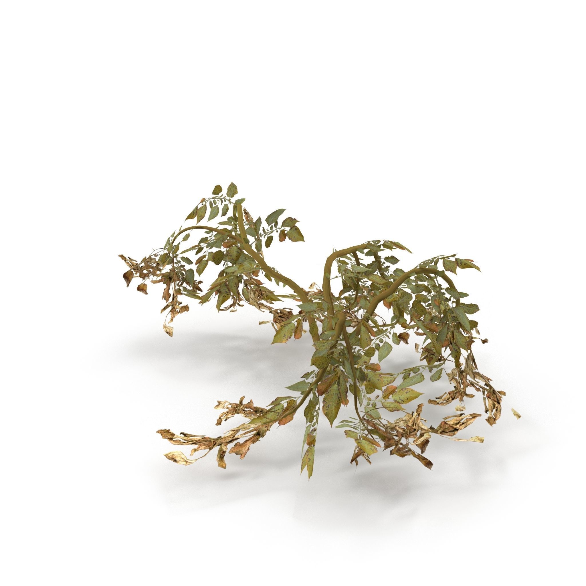 Withered potato tuber 2 3D model_2
