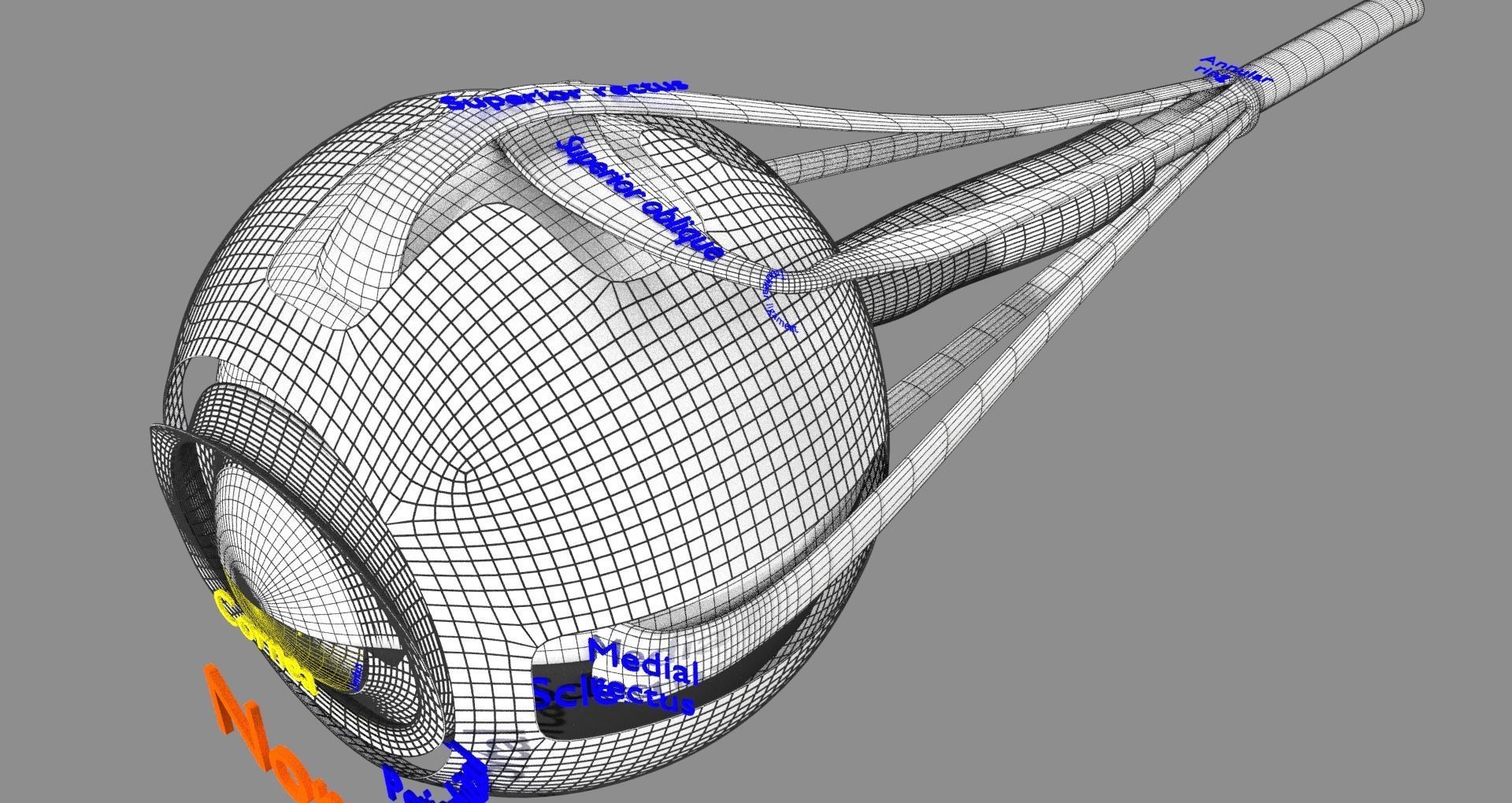 Retinal detachment types eye 3D model_22