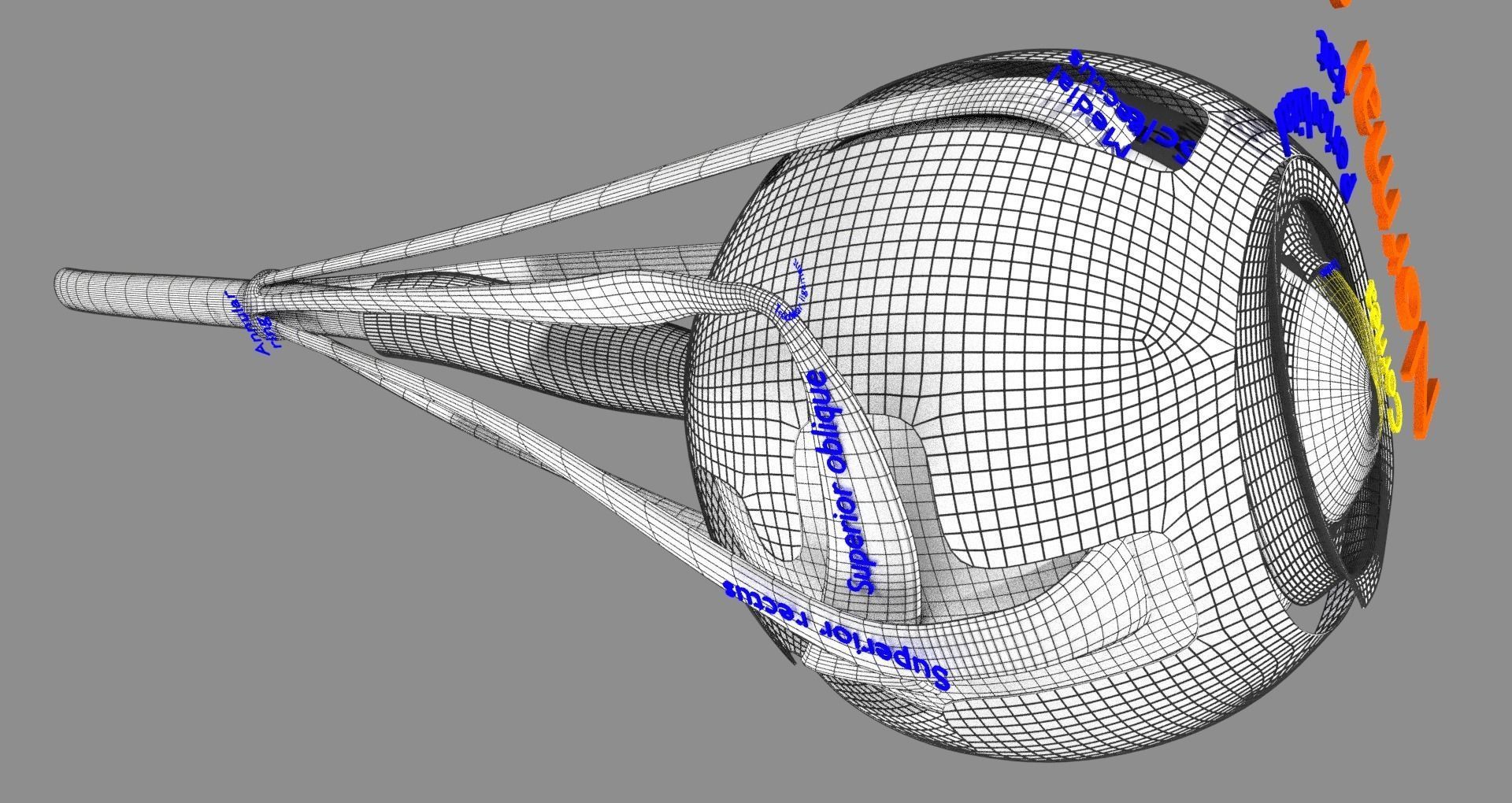Retinal detachment types eye 3D model_23