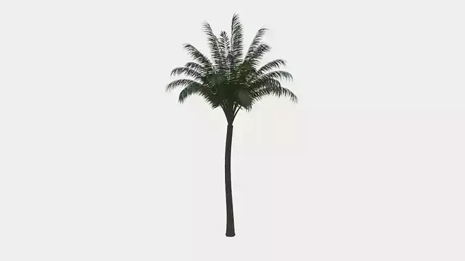 Palm Tree Low-poly 3D model
