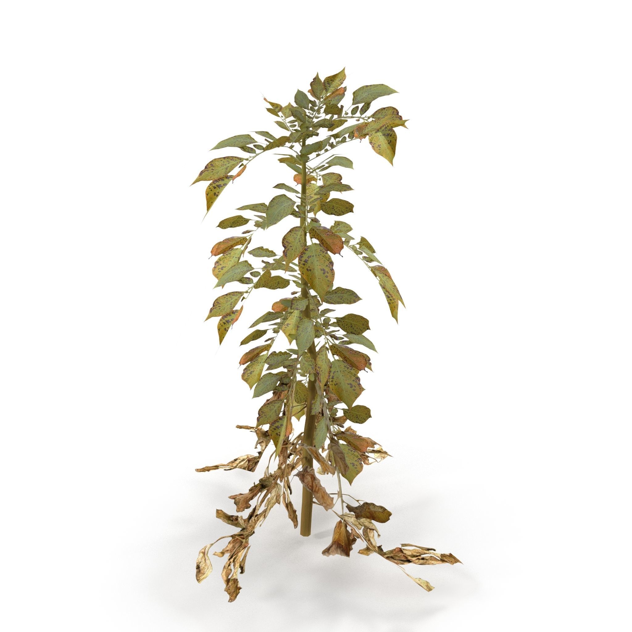 Withered potato tuber 3 3D model_1