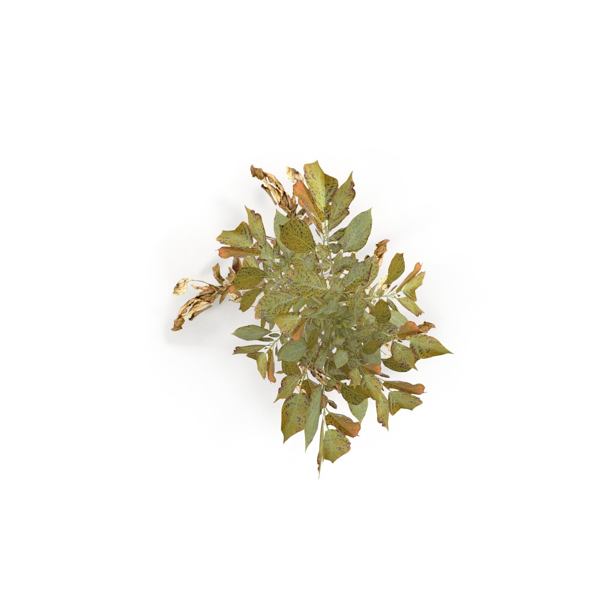 Withered potato tuber 3 3D model_2