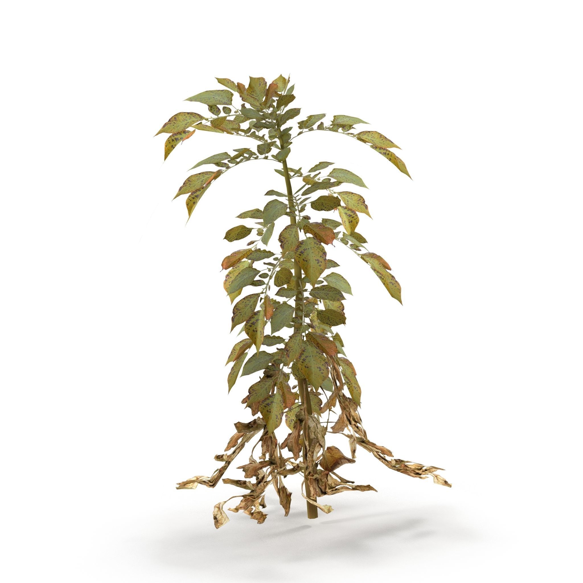 Withered potato tuber 3 3D model_4