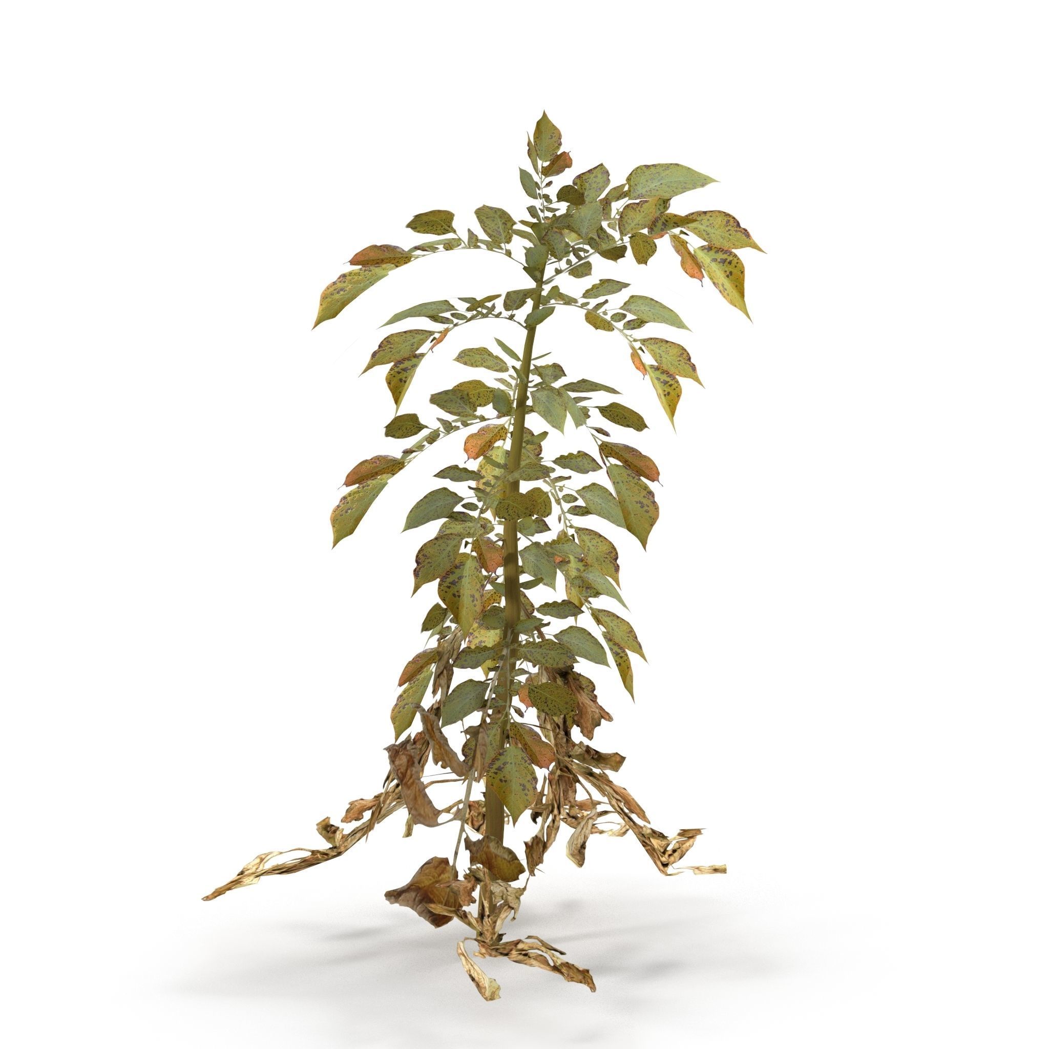 Withered potato tuber 3 3D model_6