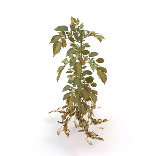 Withered potato tuber 3