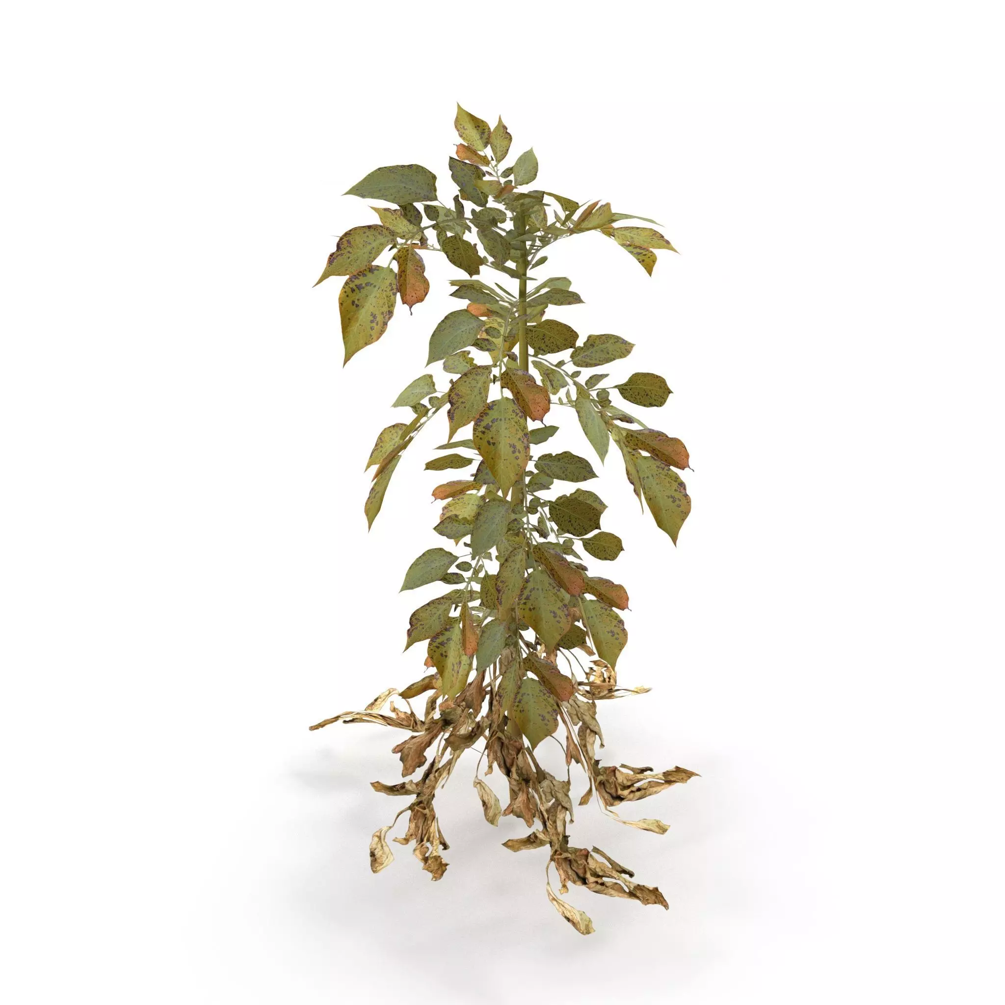 Withered potato tuber 3 3D model_0