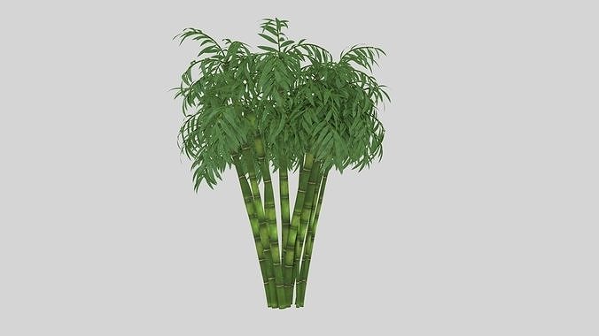 Bamboo plant Low-poly 3D model