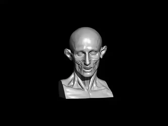 Houdon Ecorche Head 3D model