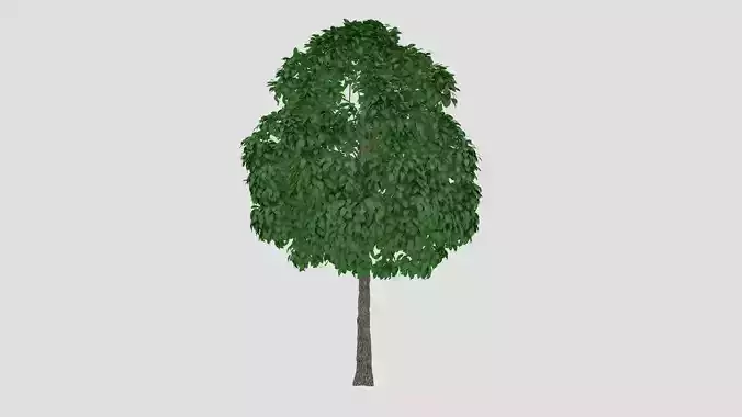 Aspen tree 3D model