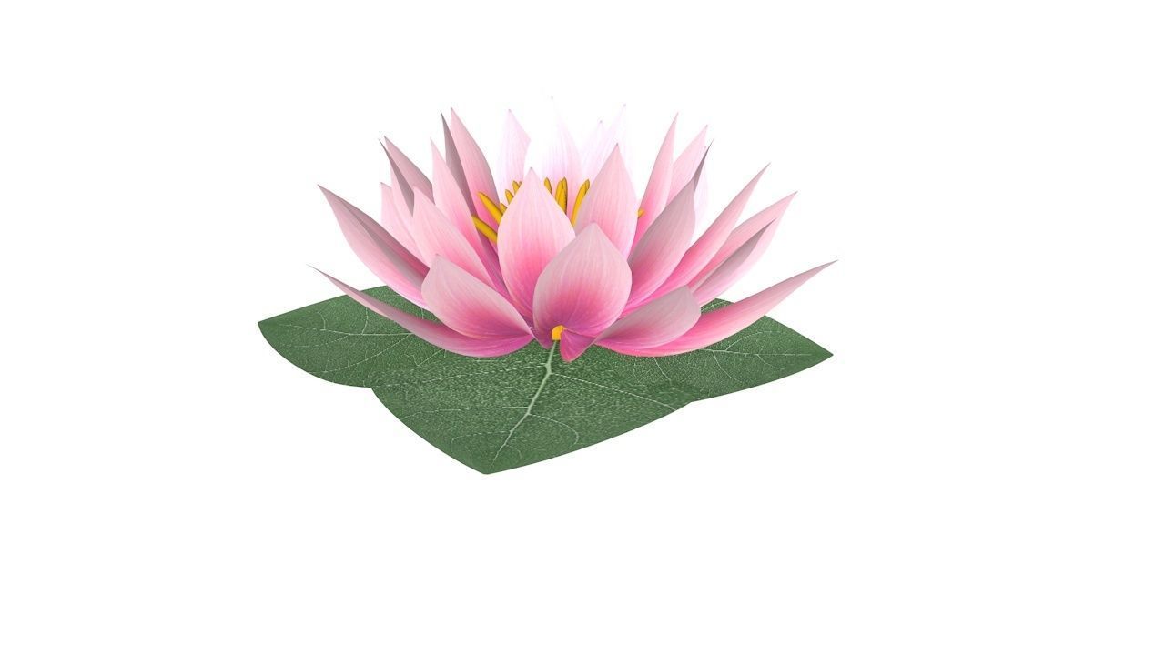 Water Lily Low-poly 3D model_7