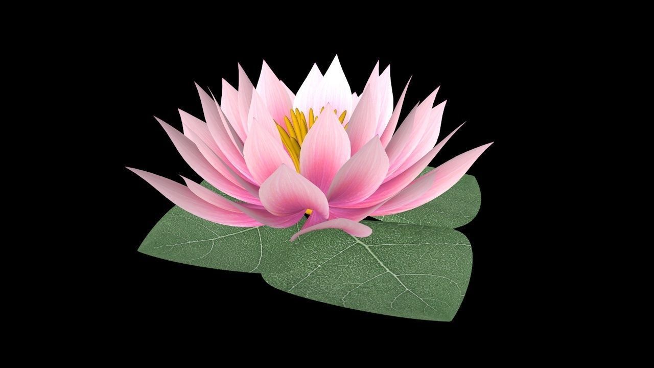 Water Lily Low-poly 3D model_6