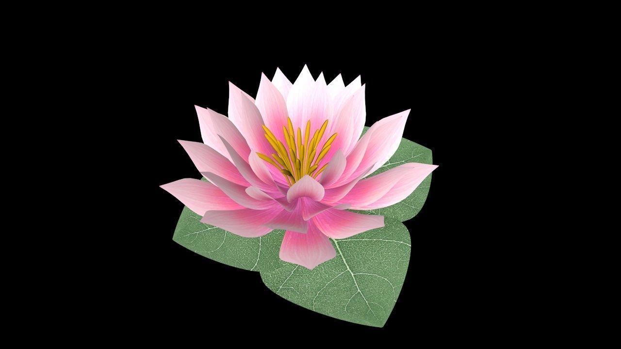 Water Lily Low-poly 3D model_1