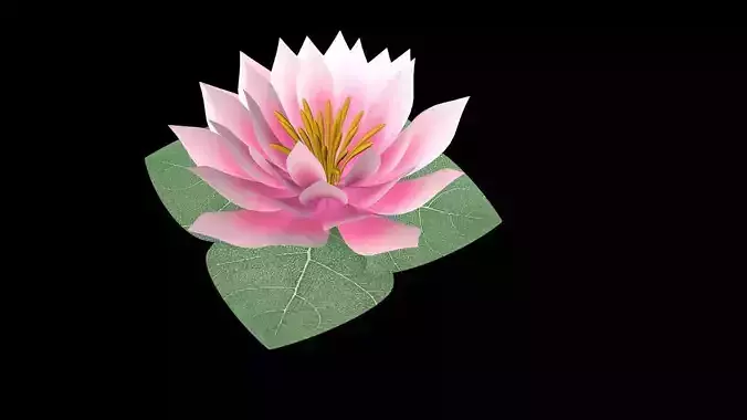 Water Lily Low-poly 3D model