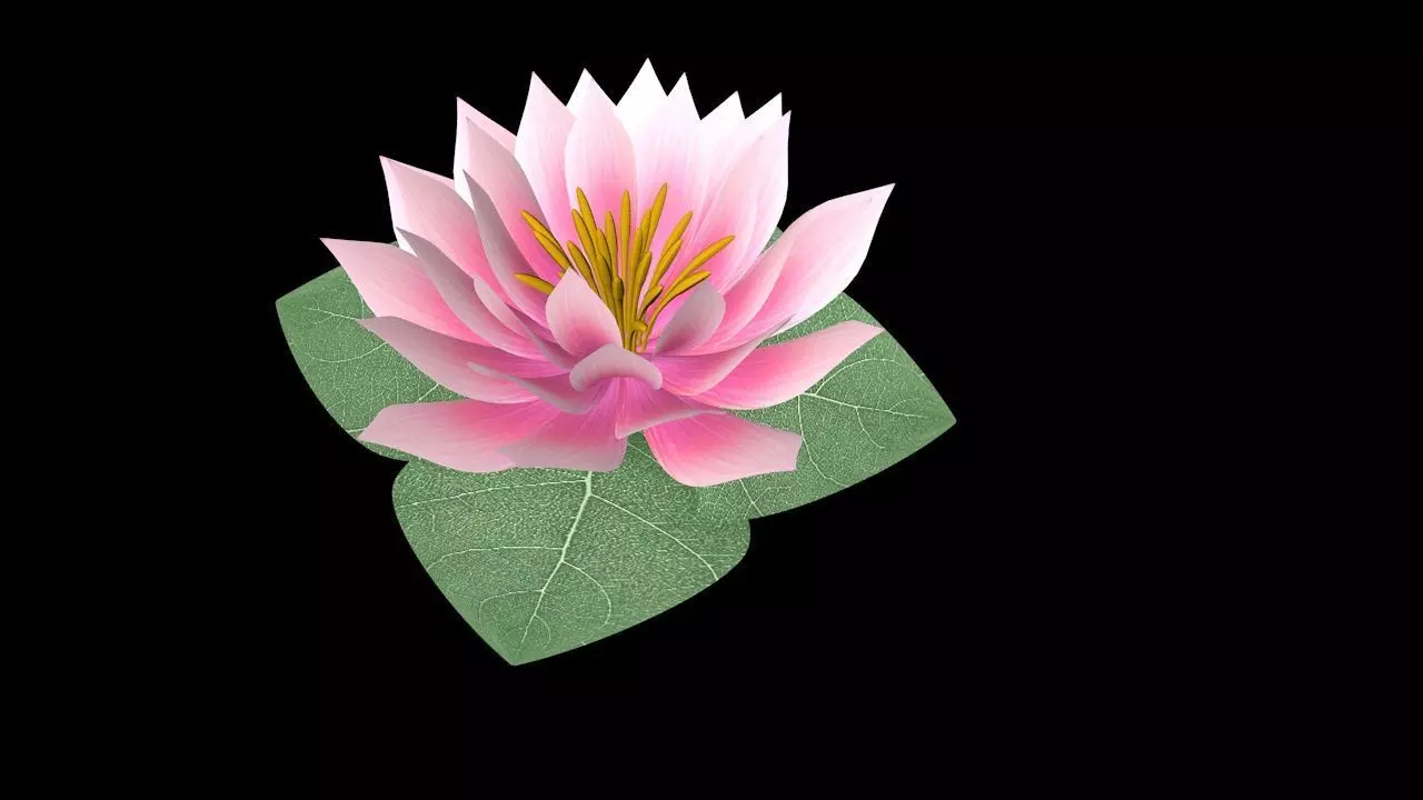 Water Lily Low-poly 3D model_0
