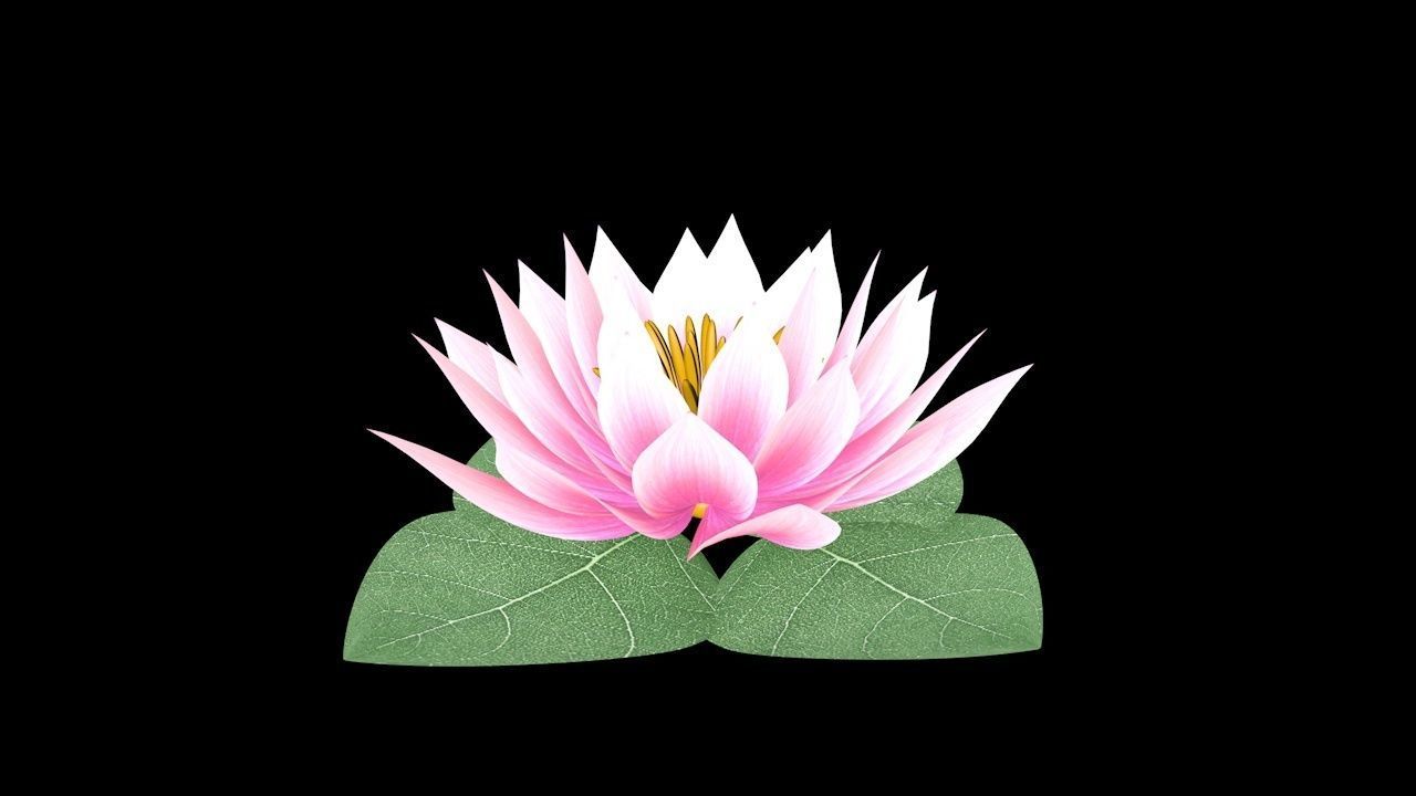 Water Lily Low-poly 3D model_2