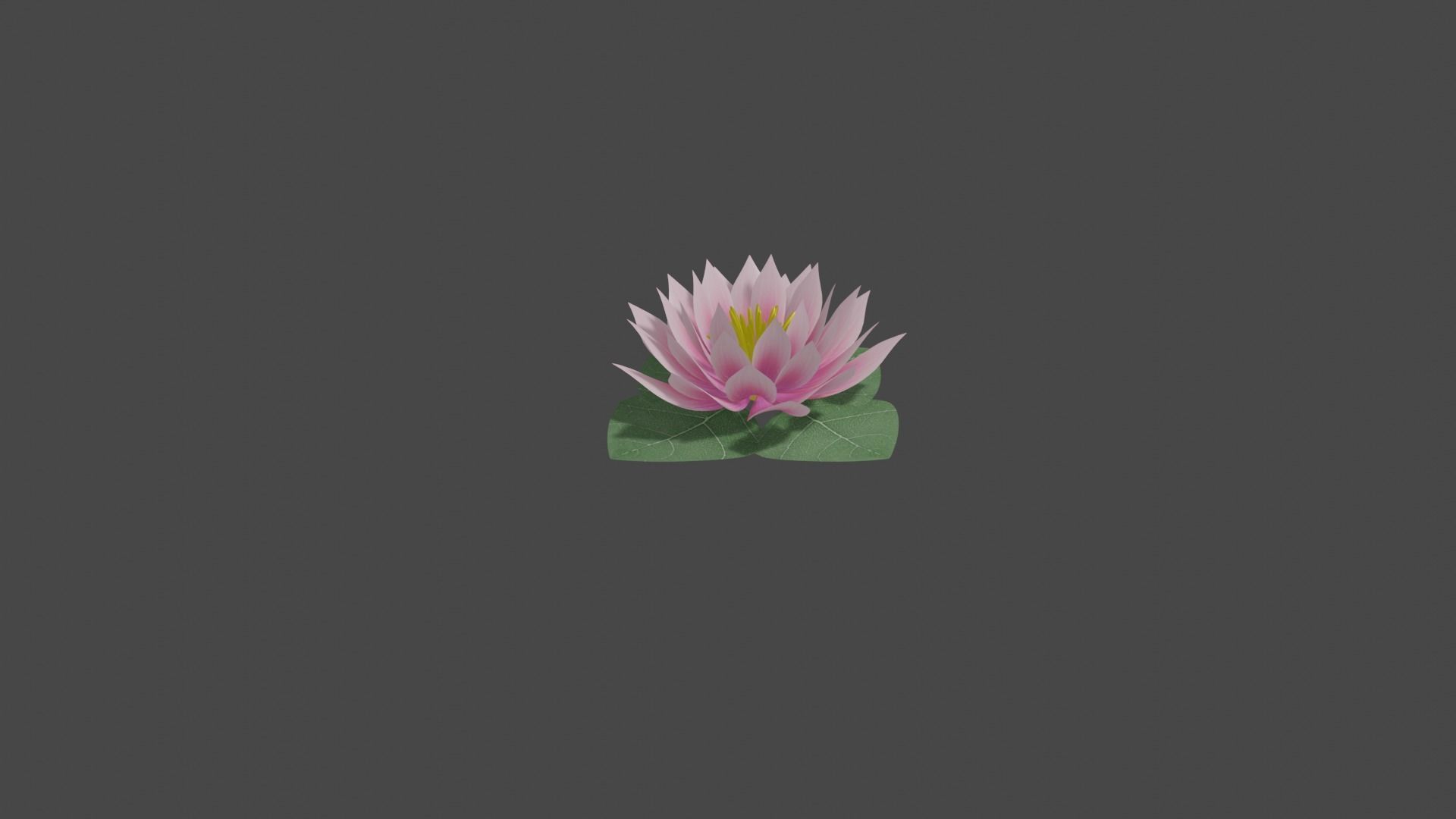 Water Lily Low-poly 3D model_5