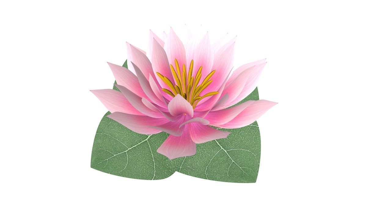 Water Lily Low-poly 3D model_3