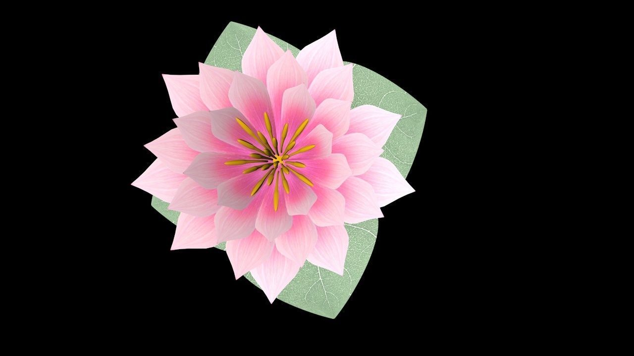 Water Lily Low-poly 3D model_8