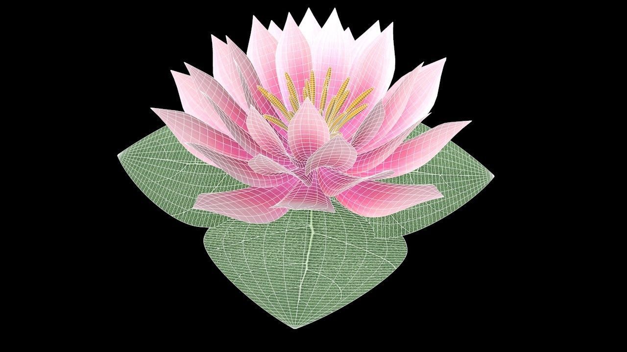 Water Lily Low-poly 3D model_4