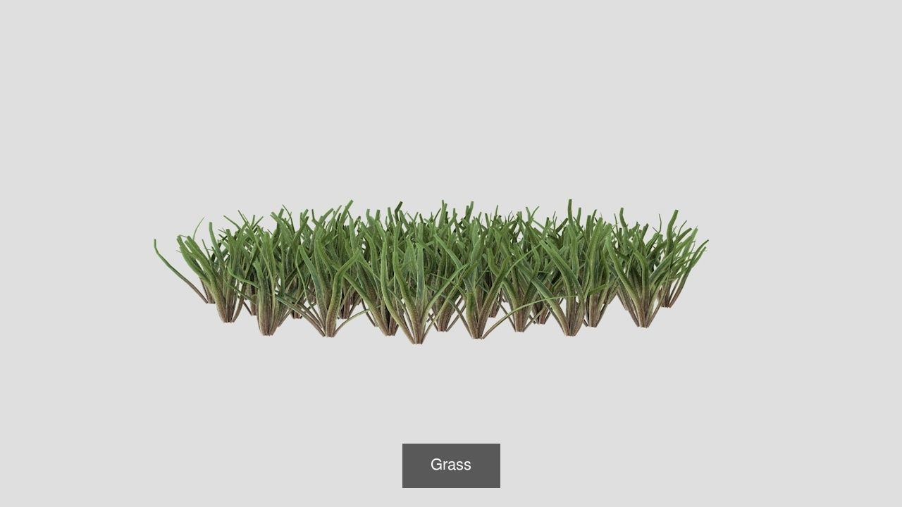 Collection highly detailed 3d models of plants _5