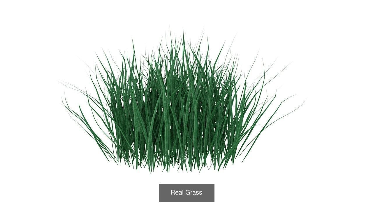 Collection highly detailed 3d models of plants _2