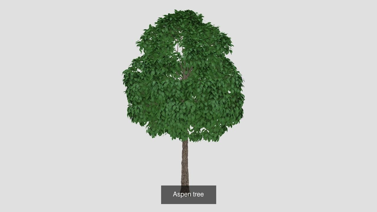 Collection highly detailed 3d models of plants _8