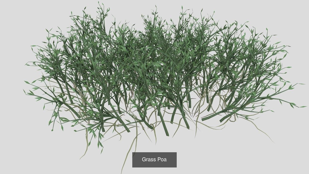 Collection highly detailed 3d models of plants _3