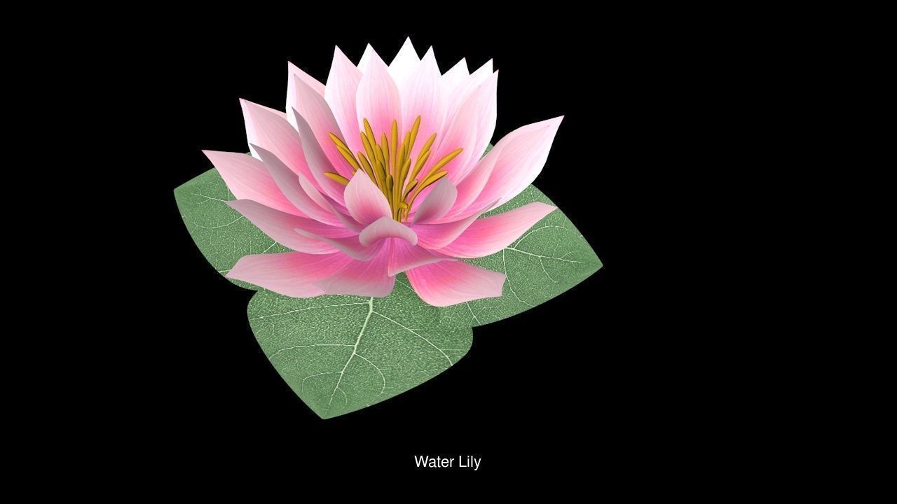 Collection highly detailed 3d models of plants _9