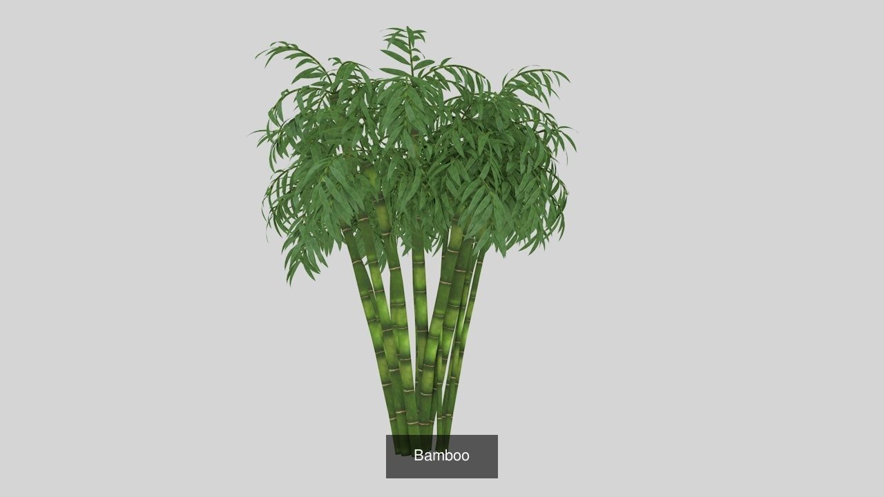Collection highly detailed 3d models of plants _7