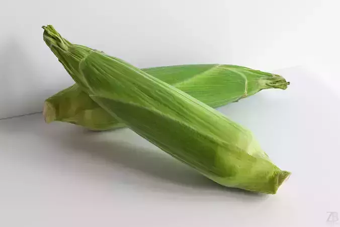 Corn  3D model