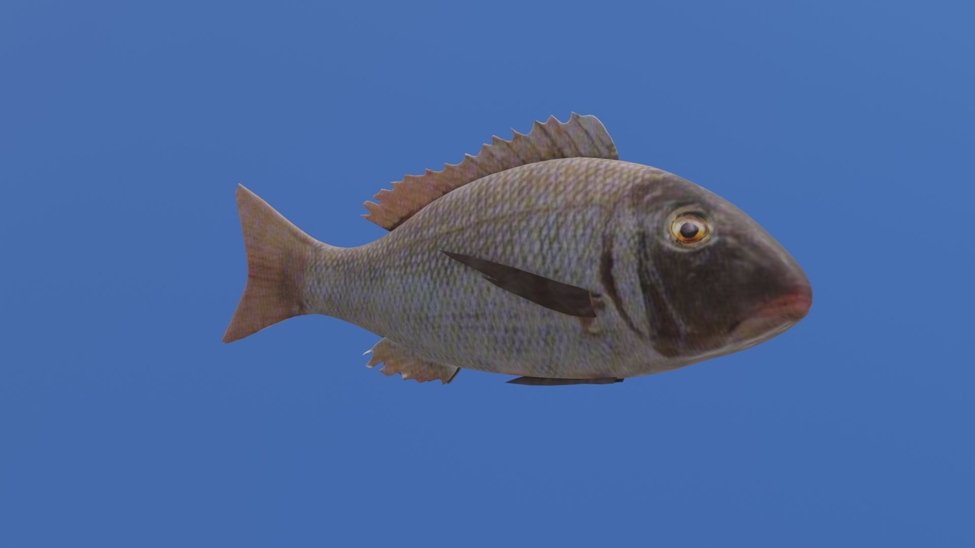 Fish 3D flying in sky Low-poly 3D model_27
