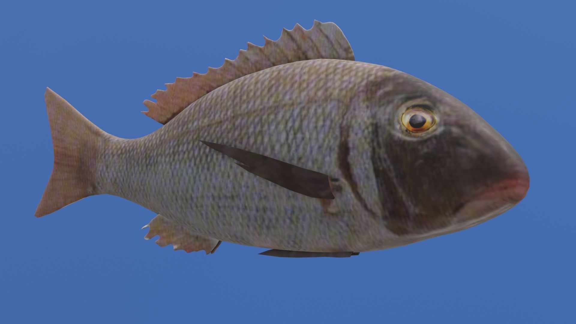Fish 3D flying in sky Low-poly 3D model_11
