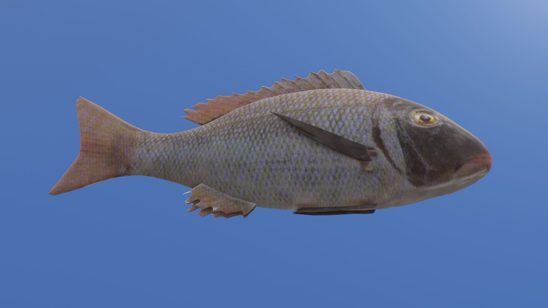 Fish 3D flying in sky Low-poly 3D model_20