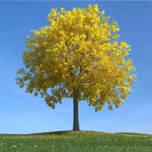 Yellow Leaf Tree