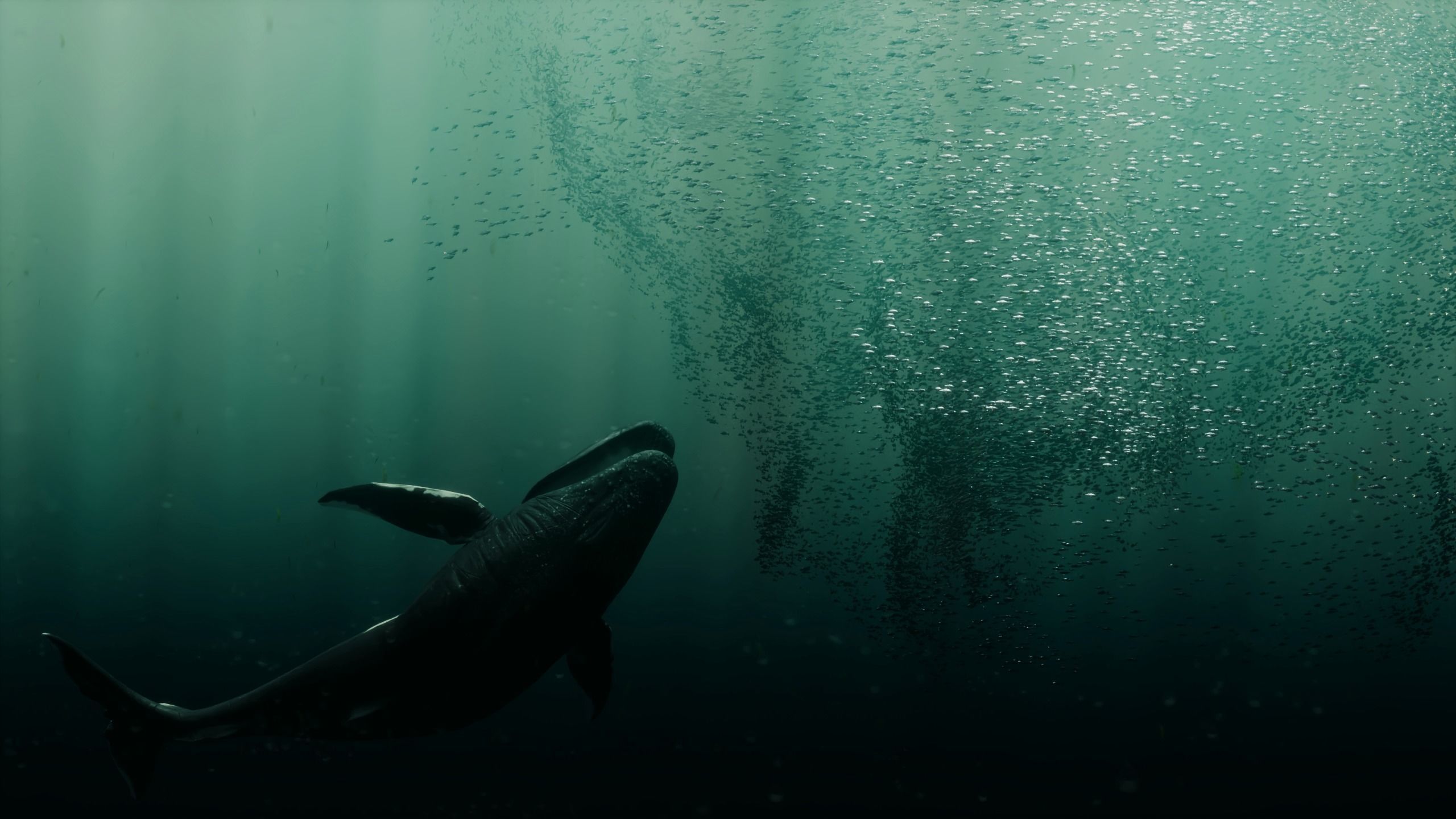 The Coral And Creatures Collection 3D model_19