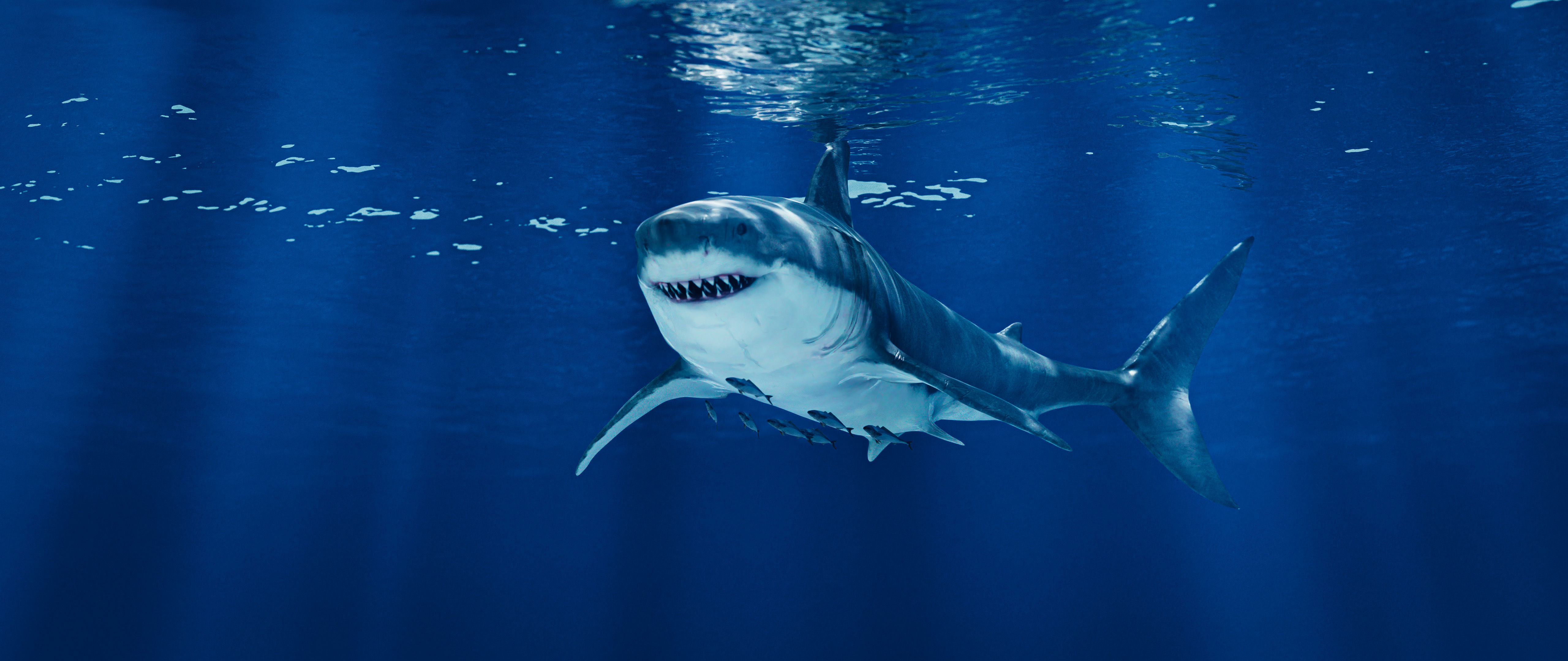 The Coral And Creatures Collection 3D model_3