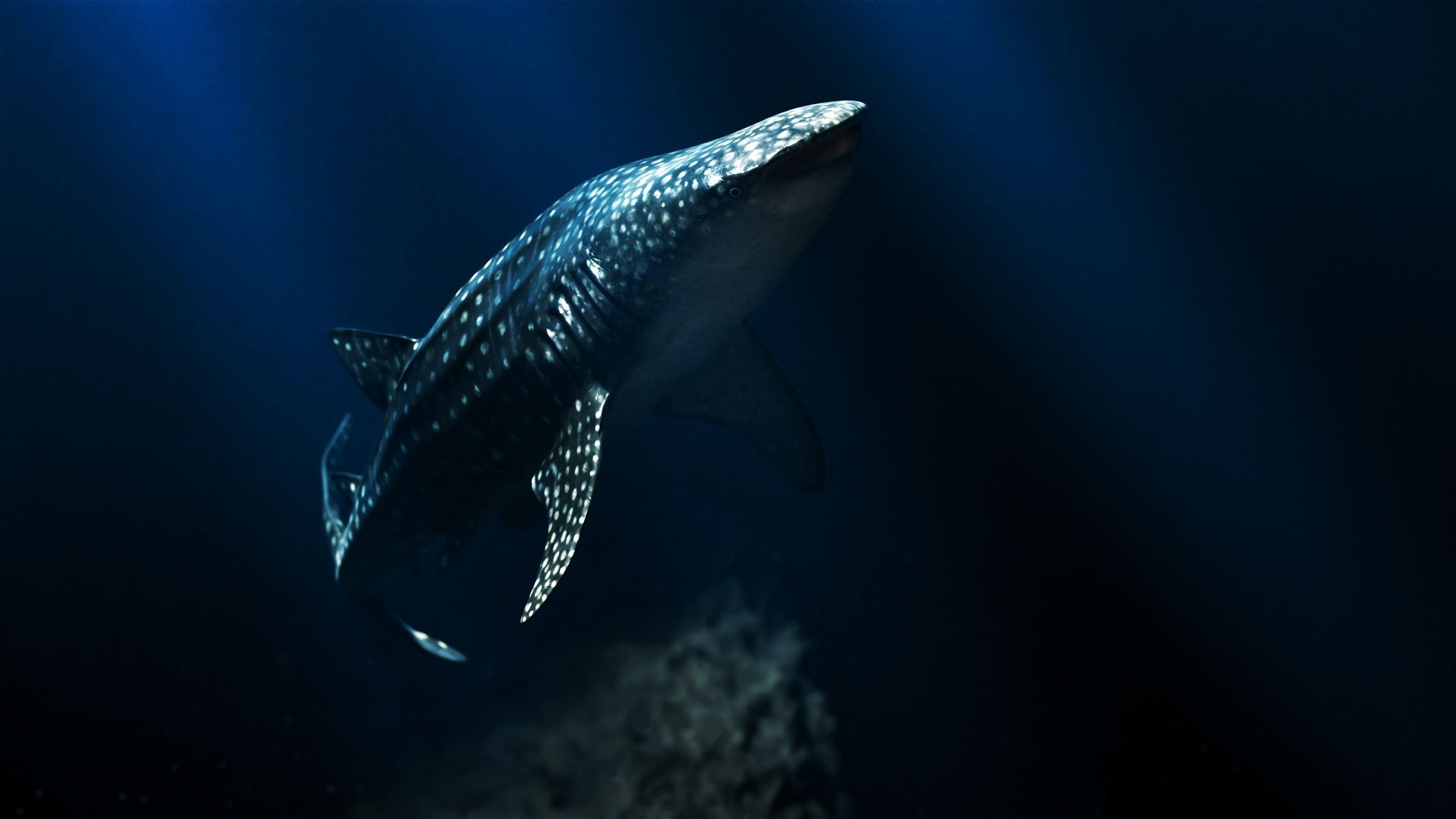 The Coral And Creatures Collection 3D model_16