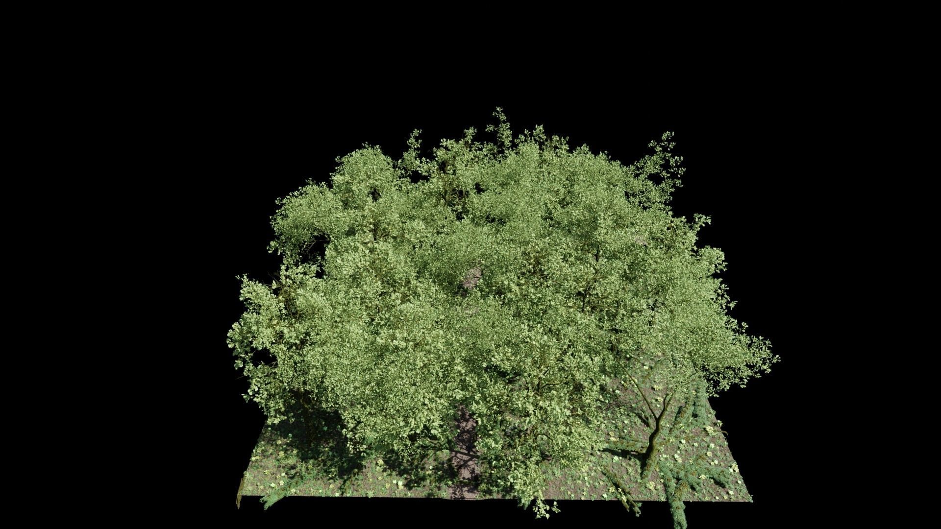 Forest Scene 3D model_7