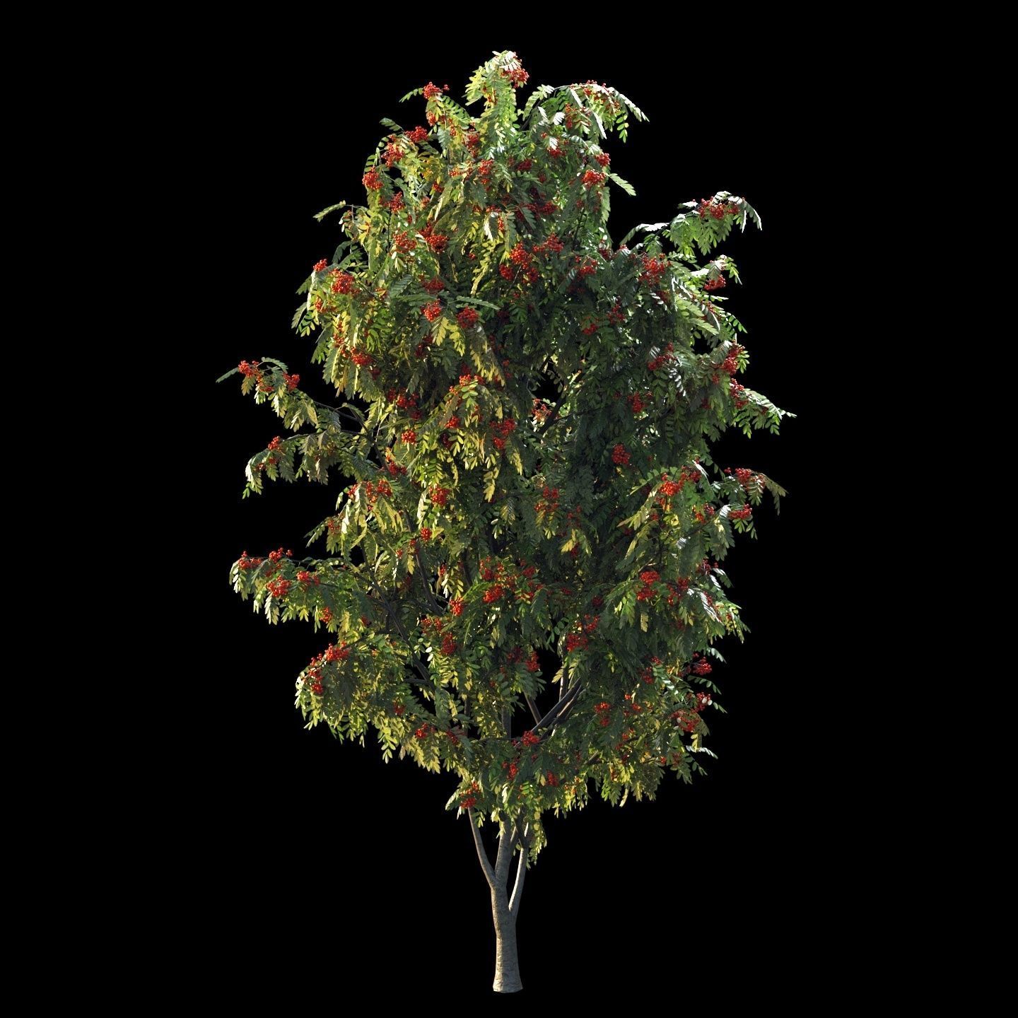 Rowan 4 meters 3D model_3