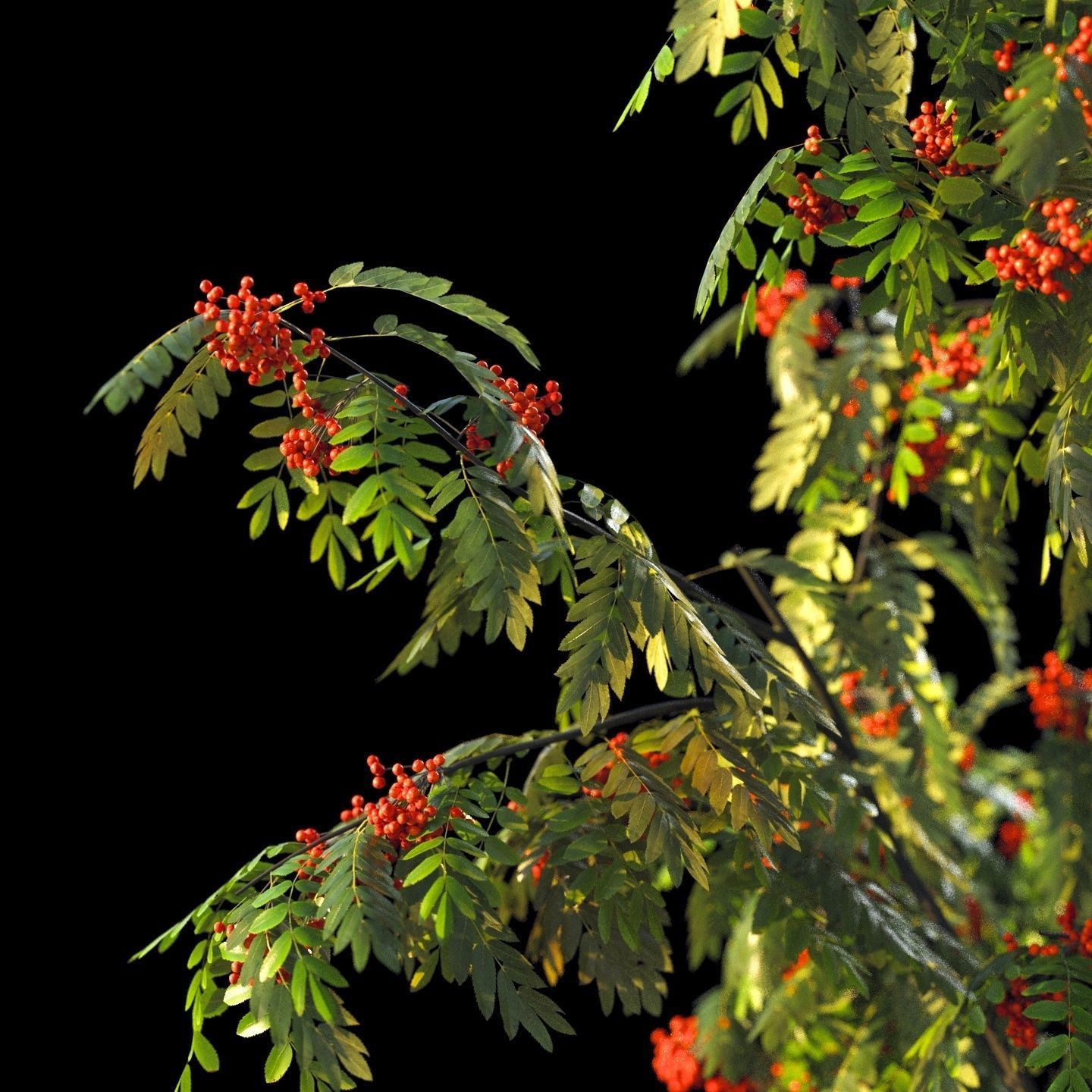 Rowan 4 meters 3D model_7