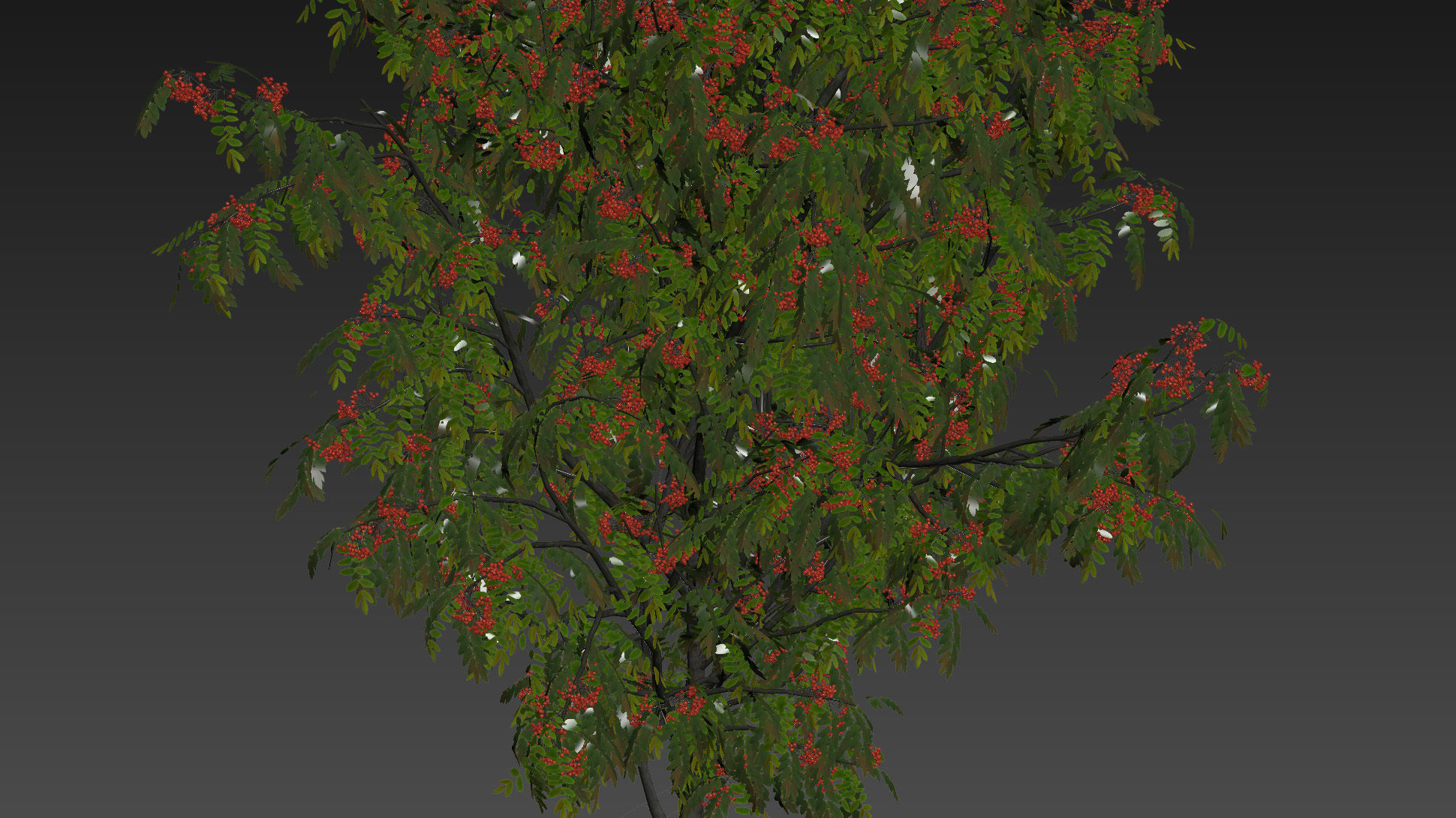 Rowan 4 meters 3D model_10