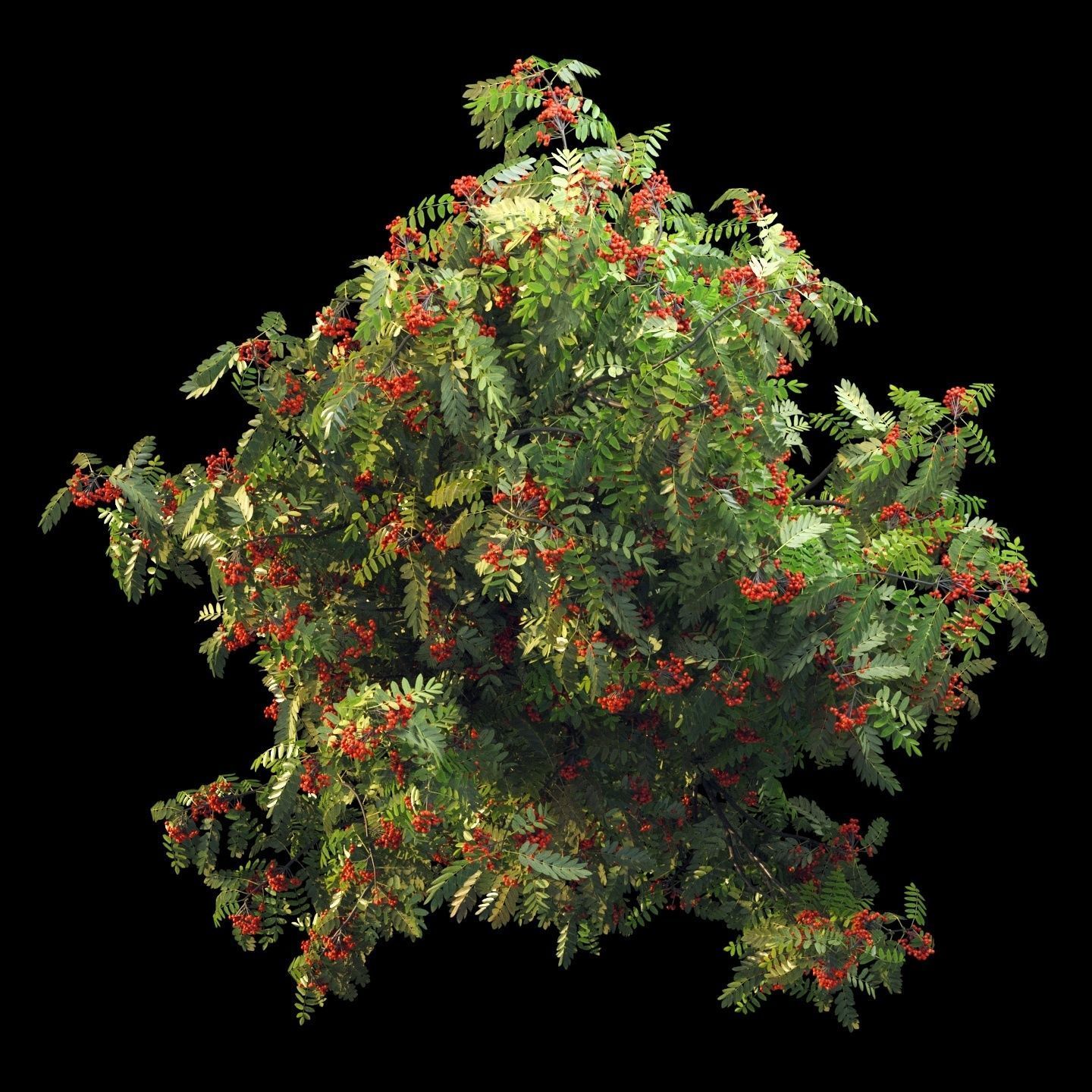 Rowan 4 meters 3D model_5