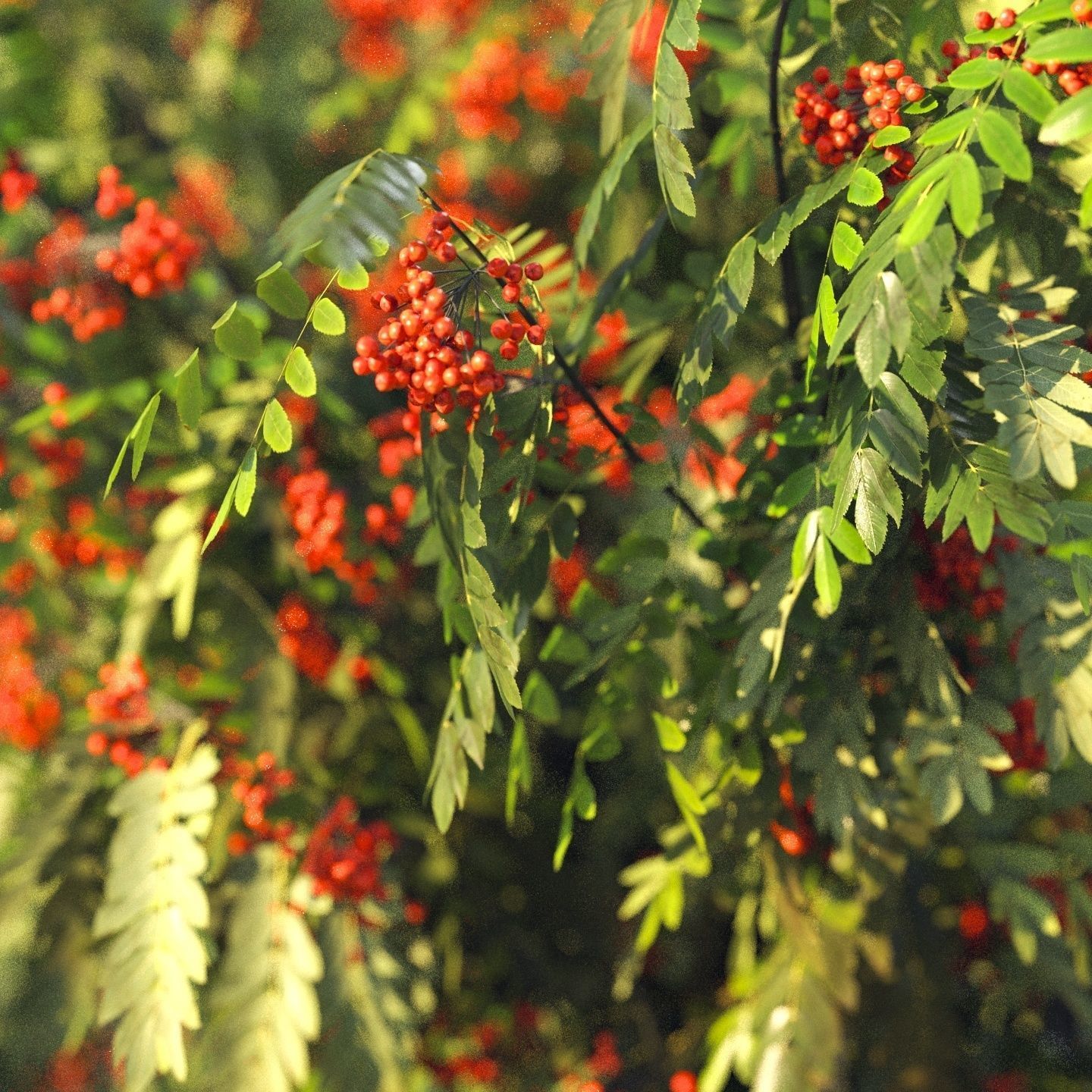 Rowan 4 meters 3D model_1