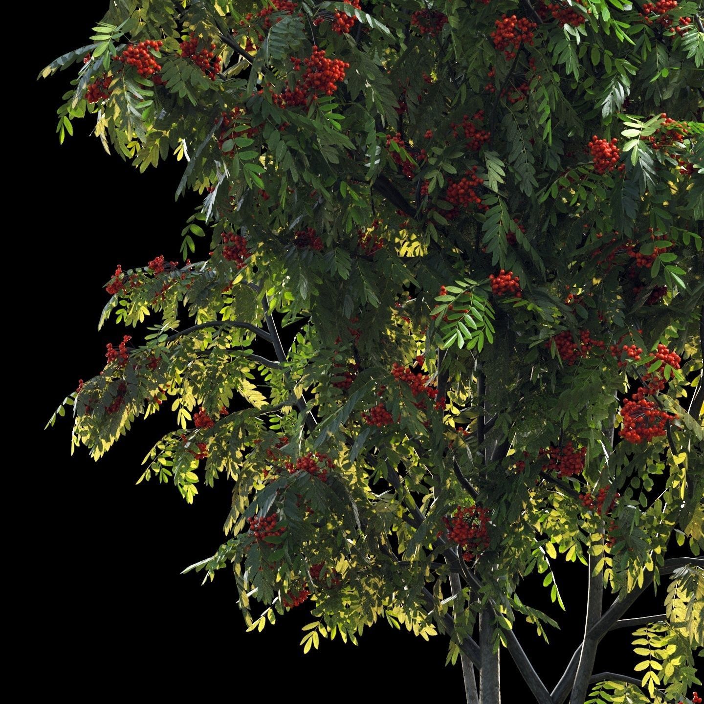 Rowan 4 meters 3D model_4