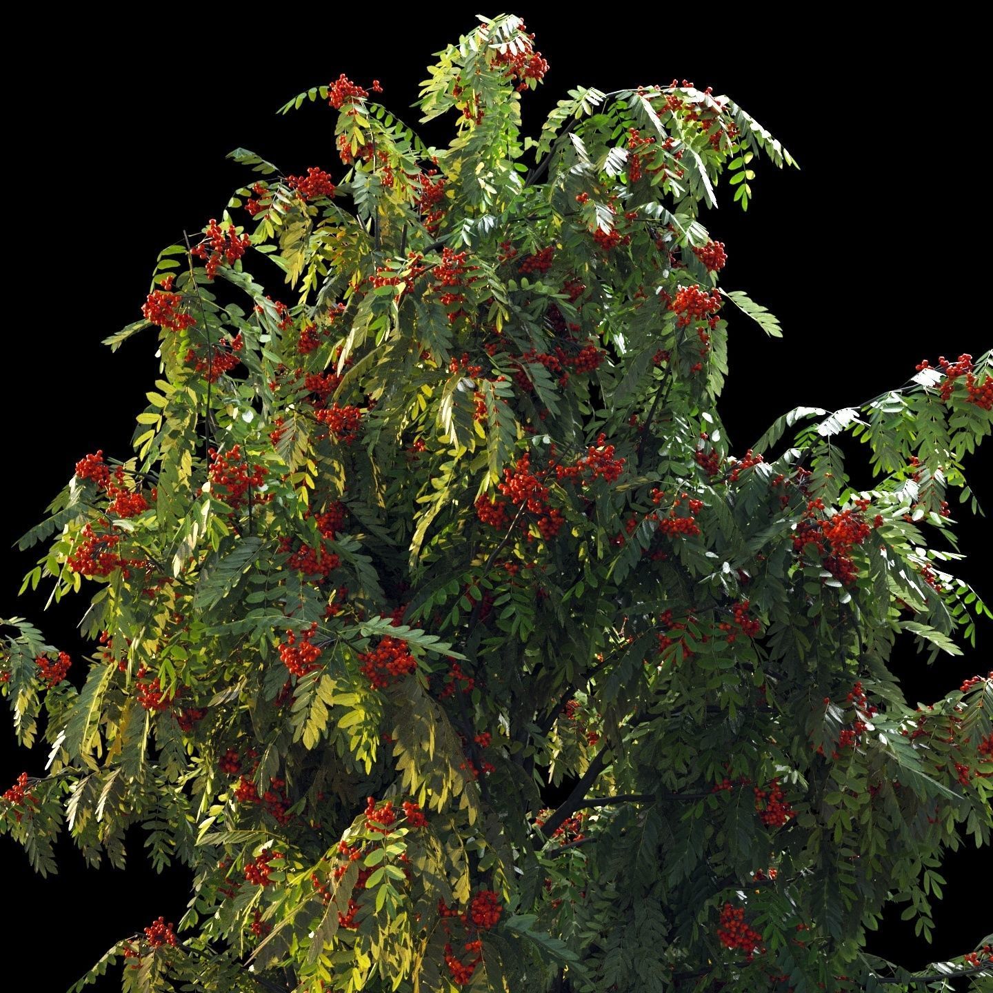 Rowan 4 meters 3D model_6